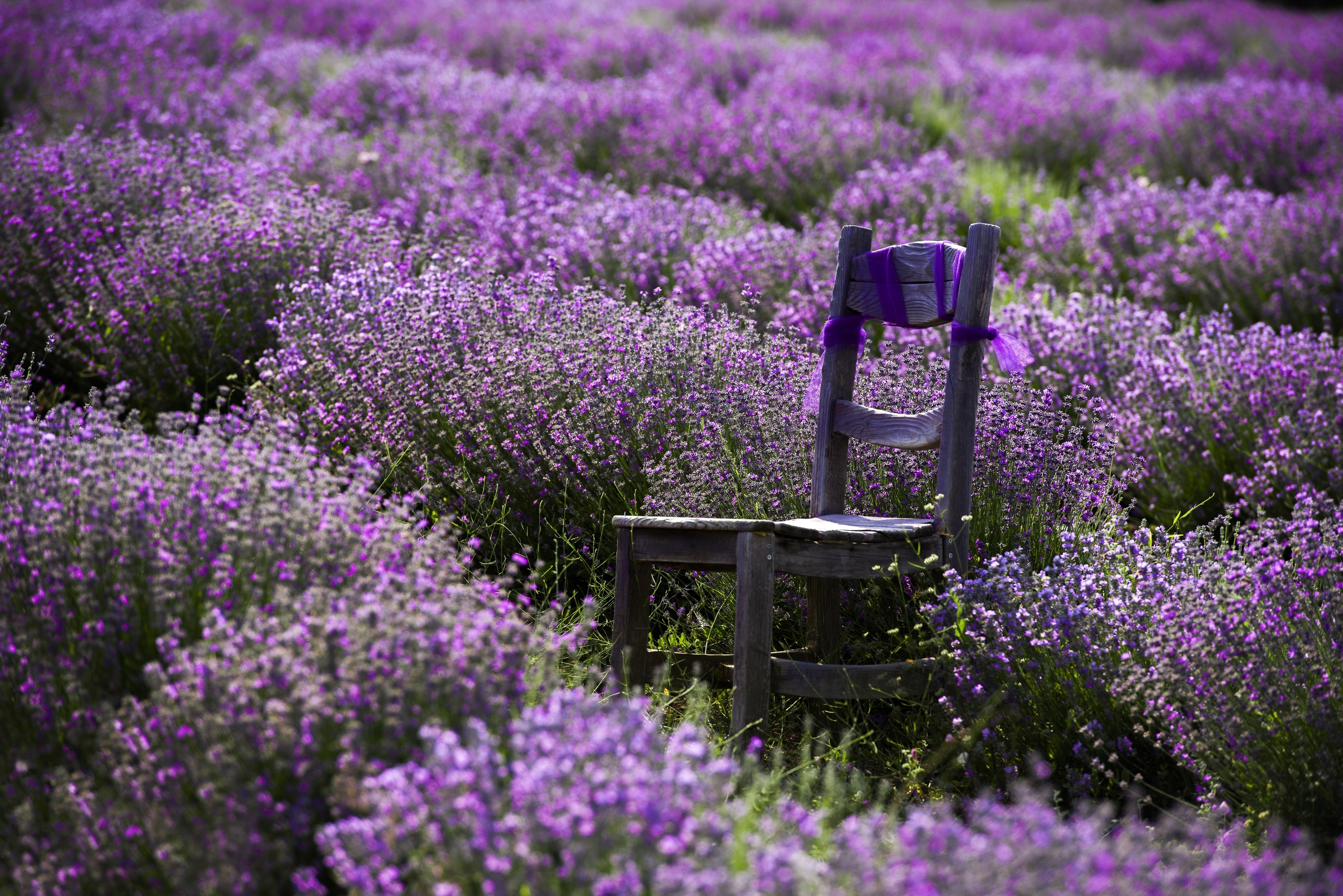 Lavendelfeld © Go Türkiye