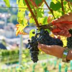 Weingut-Goldwand-Wetzel