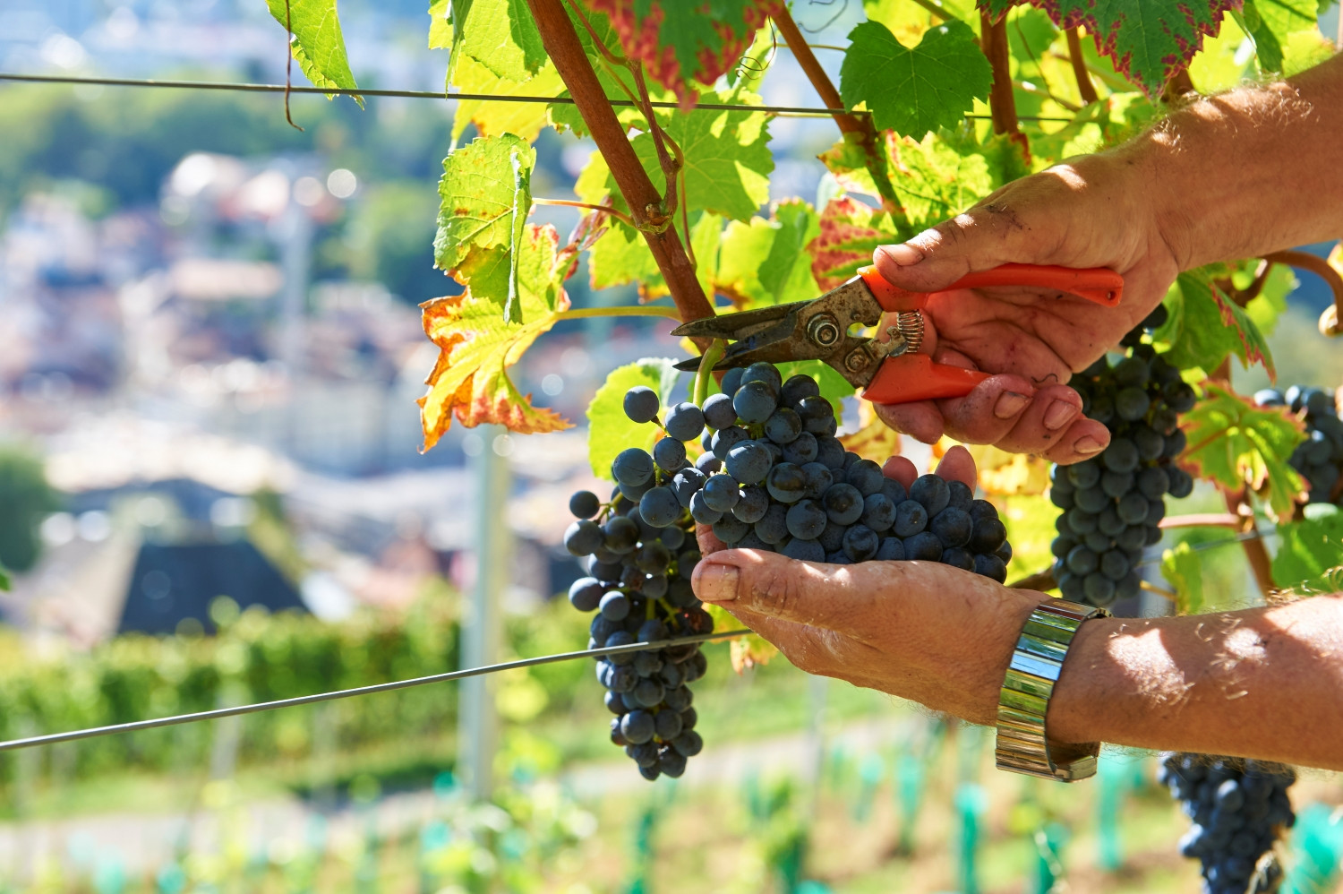 Weingut-Goldwand-Wetzel